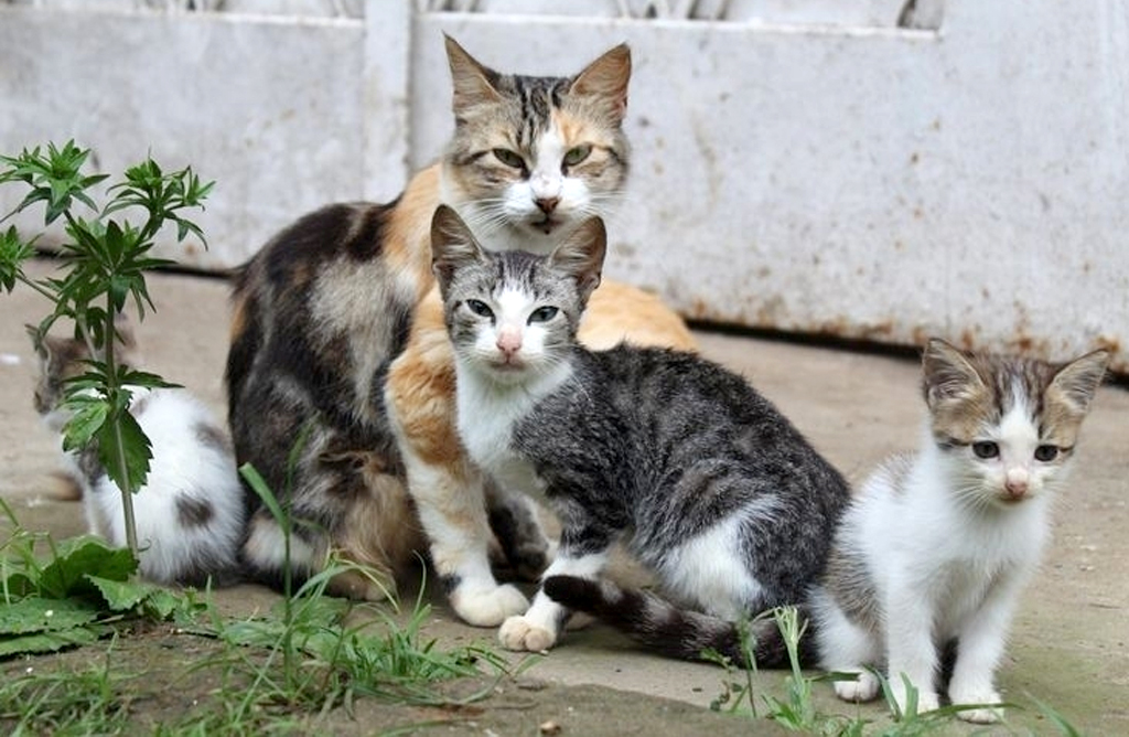 Se ayudar al control de las colonias felinas de Totana con una subvencin de 7.000 euros a Espritu Salvaje